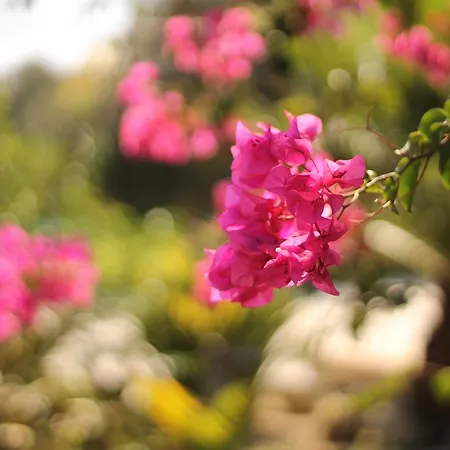 Valle Di Mare Country Resort 4* Fontane Bianche